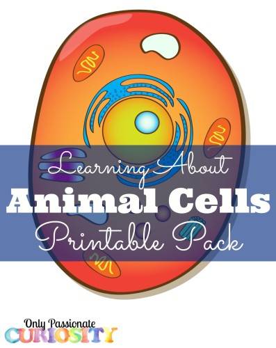FREE Animal Cells Printable Pack