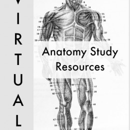 FREE Anatomy Study