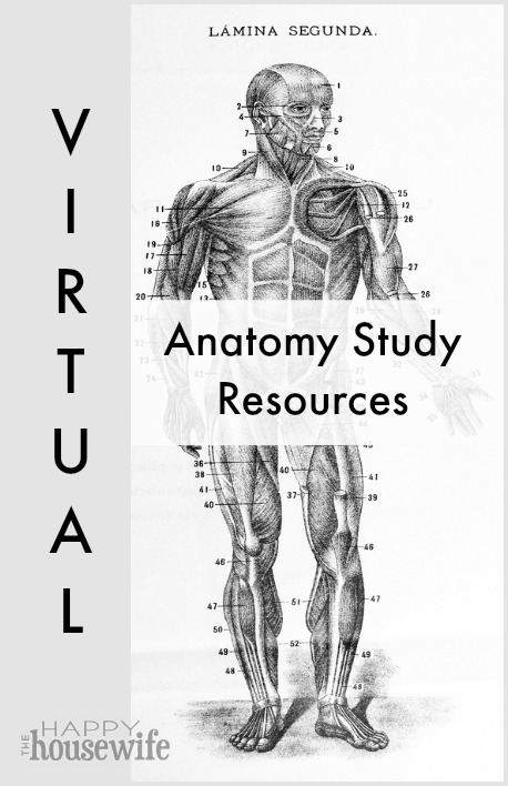 FREE Anatomy Study