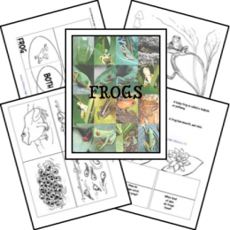 FREE Frog Lapbook