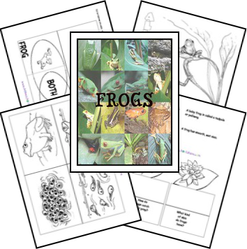 FREE Frog Lapbook