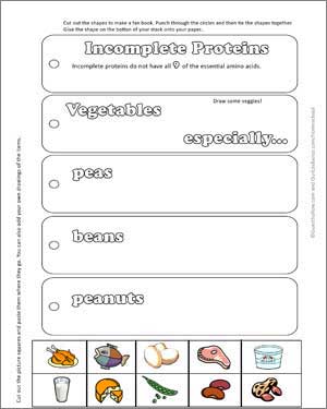 FREE Nutrition Lapbook