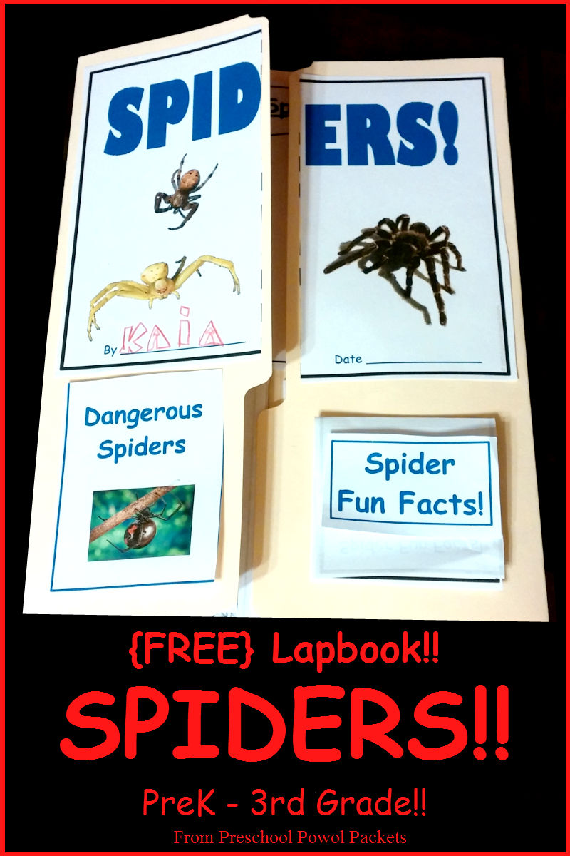 FREE Spider Lapbook