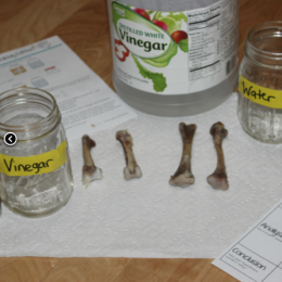 DIY Bending Turkey Bones Holiday Experiment