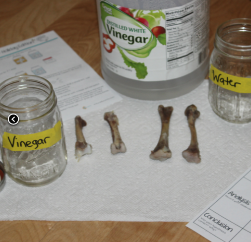 DIY Bending Turkey Bones Holiday Experiment