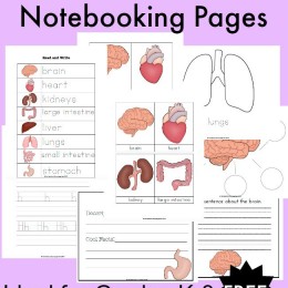 FREE Human Body Notebooking Pages