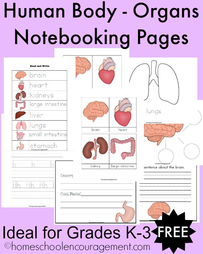 FREE Human Body Notebooking Pages