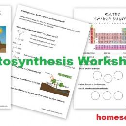 FREE Photosynthesis Worksheets