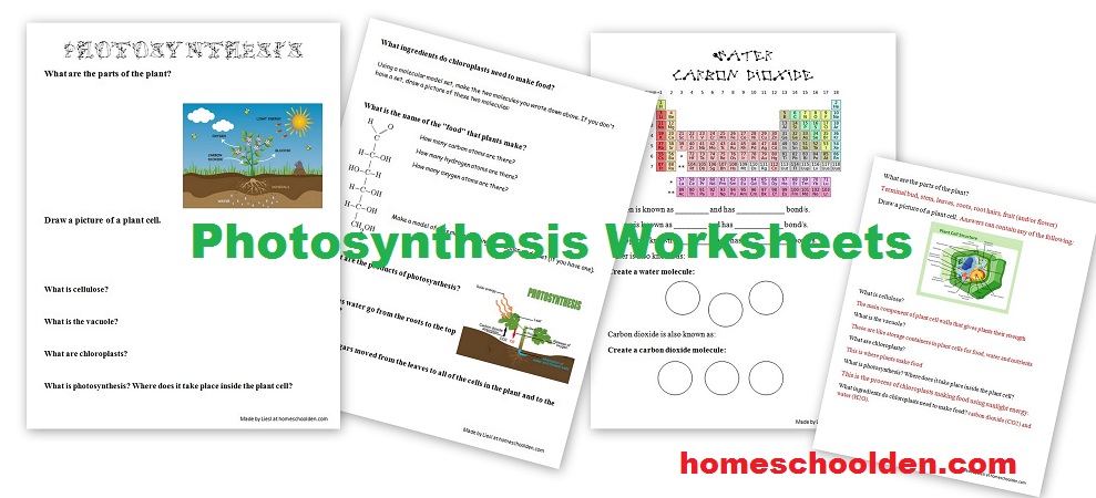 FREE Photosynthesis Worksheets