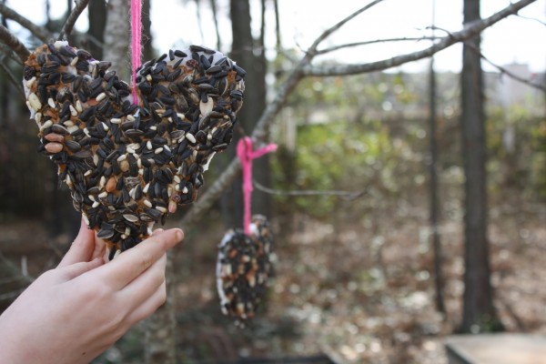 Make a Bird Feeder