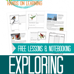 FREE Exploring Winter Animals