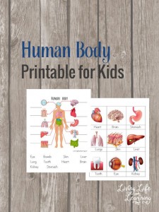 FREE Human Body Printables