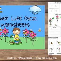 Free Flower Life Cycle Printable Pack