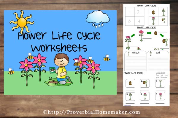 Free Flower Life Cycle Printable Pack