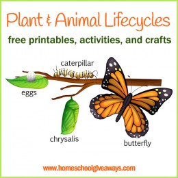 FREE Plant and Animal Lifecycle Printables, Crafts and Activities