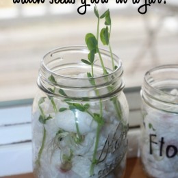 FREE Seeds in a Jar Pack
