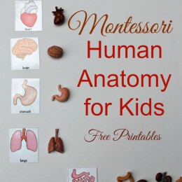 FREE Human Anatomy for Kids