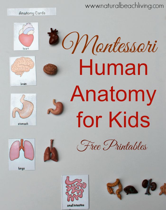 FREE Human Anatomy for Kids