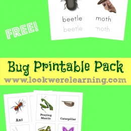 FREE bug Printables Pack