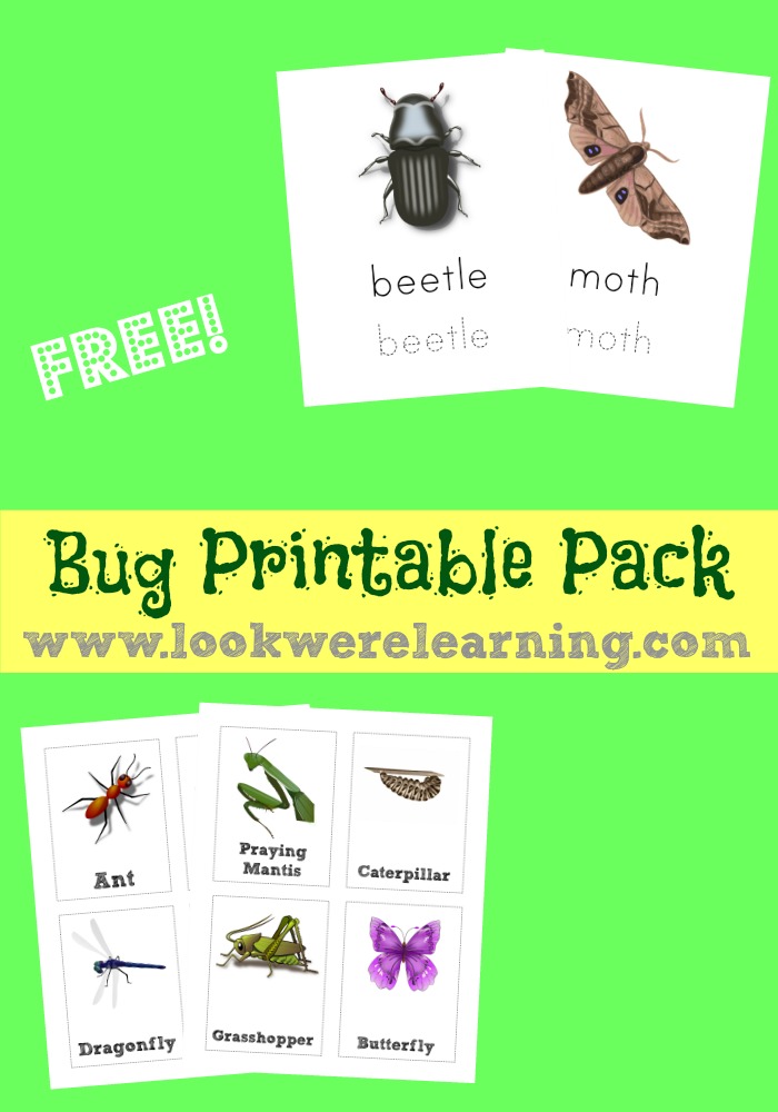 FREE bug Printables Pack