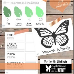 FREE Butterfly Life Cycle Pack