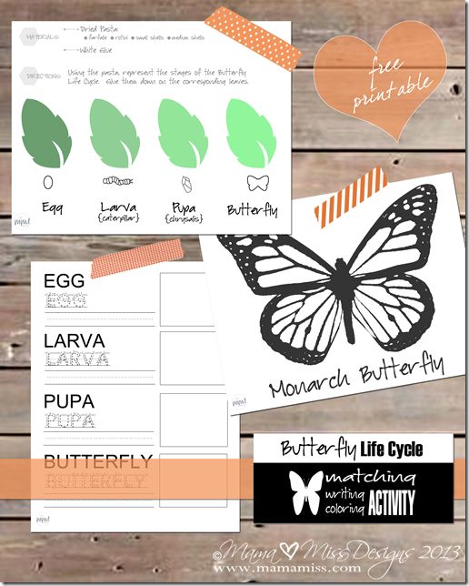 FREE Butterfly Life Cycle Pack