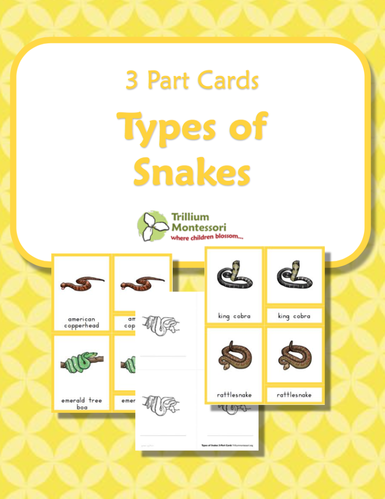 FREE 3 Part Snake Cards