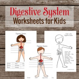 FREE Human Body Digestion Pack