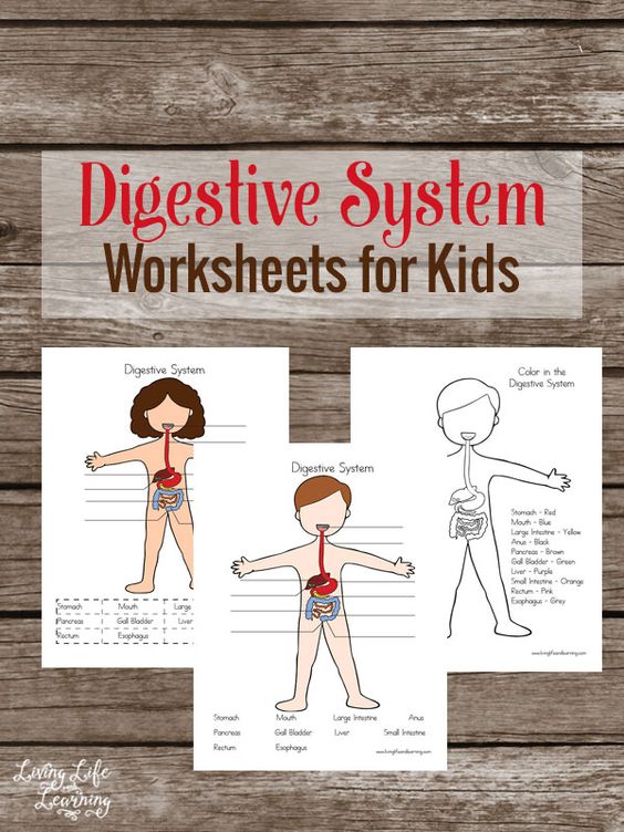 human body systems for kids worksheets