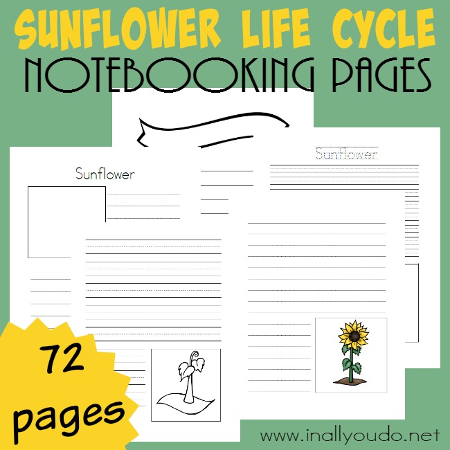 FREE Sunflower Life Cycle Pack