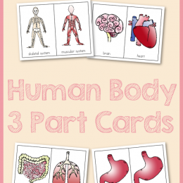 FREE human Body 3 Part Cards