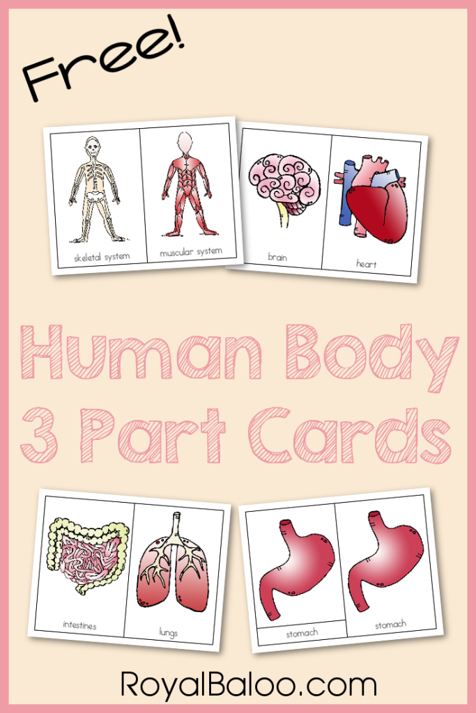 FREE human Body 3 Part Cards