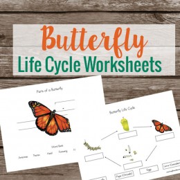 FREE Butterfly Life Cycle Worksheets