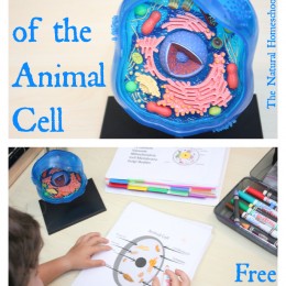 FREE Animal Cell Worksheet