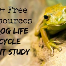 FREE Frog Life Cycle Printables