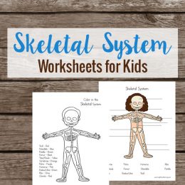 FREE Skeletal System Worksheets