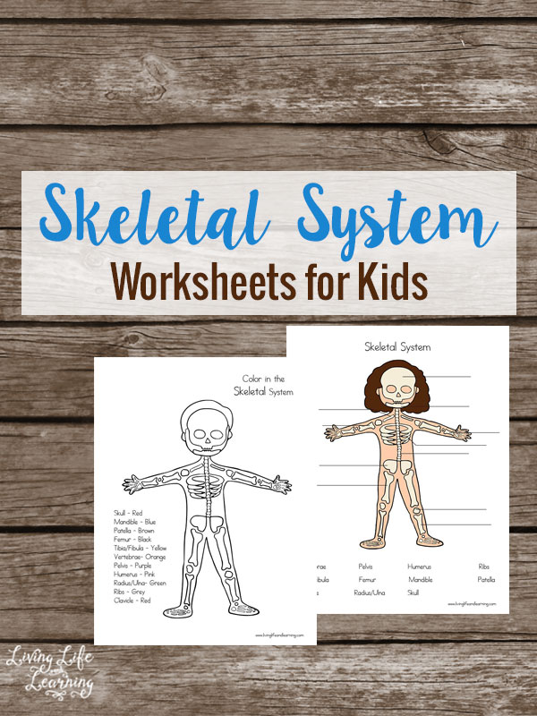 FREE Skeletal System Worksheets | Free Homeschool Deals science free body diagram labels 