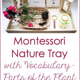 FREE Parts of a plant Vocabulary Cards and Activity