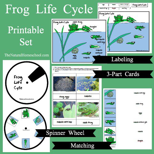 FREE Frog Life Cycle