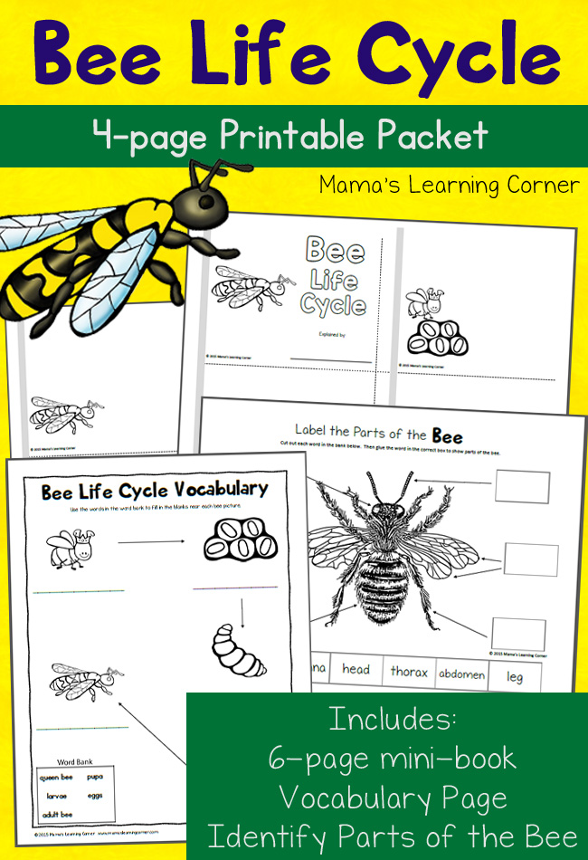 FREE Bee Life Cycle Pack