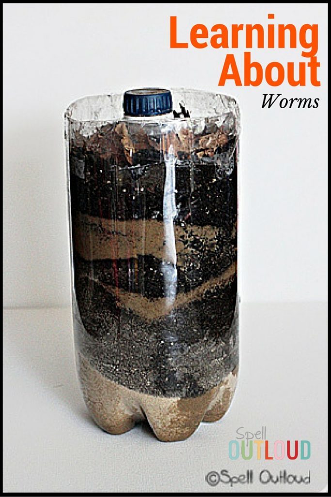 Create a Wormery