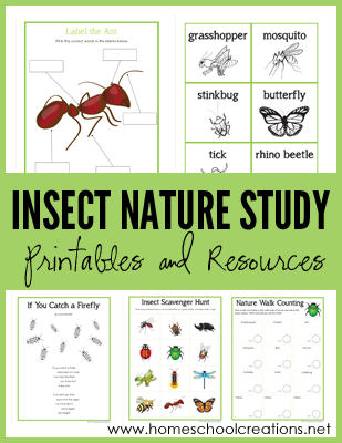 Insect Nature STudy Printables