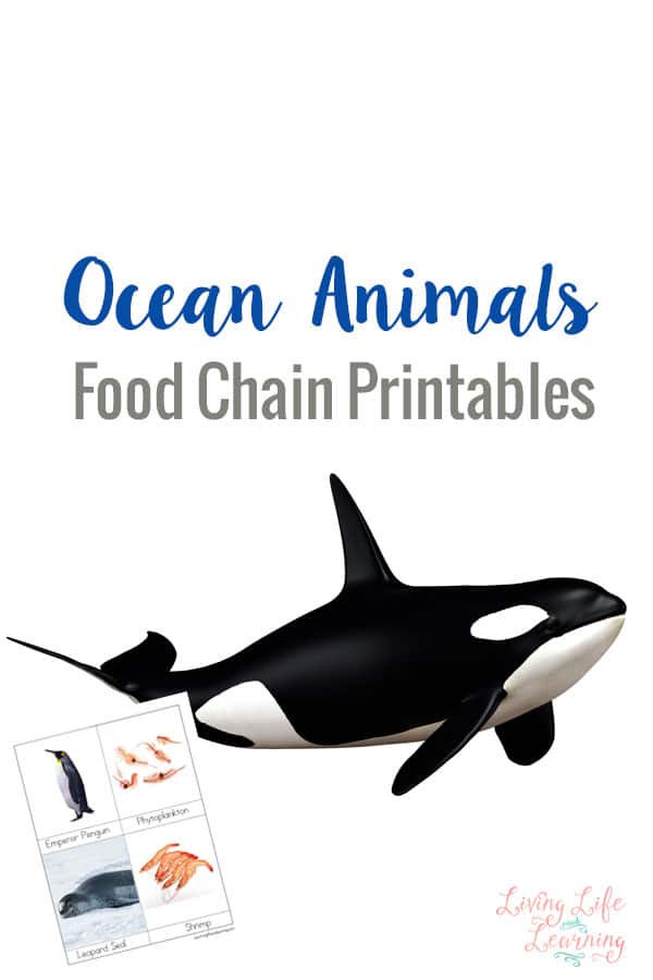 FREE Ocean Animal Food Chain Printables