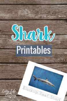 FREE Shark Printables Set