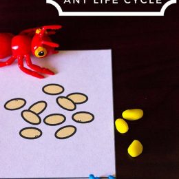 FREE Play Dough Ant Life Cycle