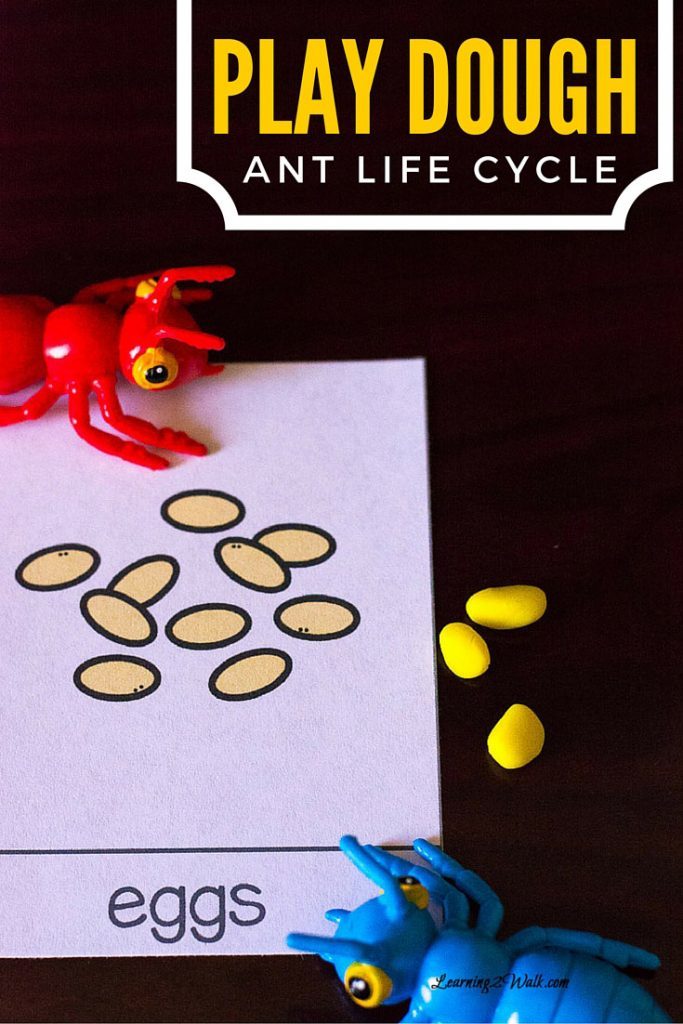 FREE Play Dough Ant Life Cycle