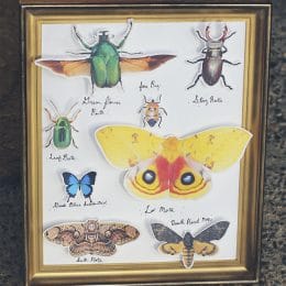 FREE Printable Insect Collection