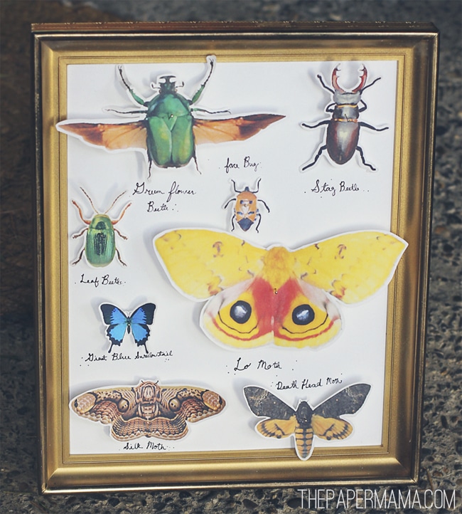 FREE Printable Butterfly Collection