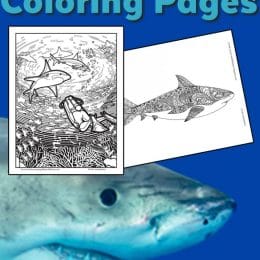 FREE Shark Coloring Pages