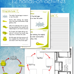 FREE Frog Life Cycle Worksheets